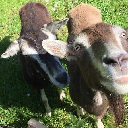 Nyaraló Ferienhaeuser Am Naturcamping Plot